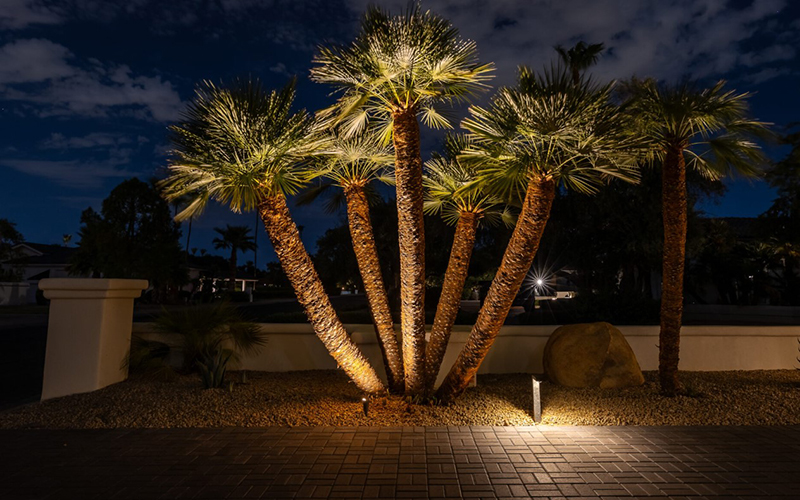 Classic Uplighting Outdoor Tree