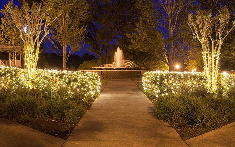 Fairy Lights On Bushes