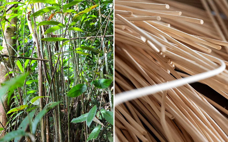 Rattan Tree And Rattan Cane
