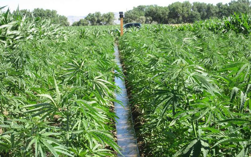 Growing Industrial Hemp