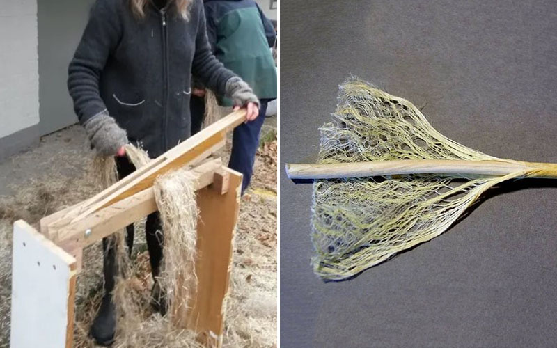 Hemp Breaking & Scutching