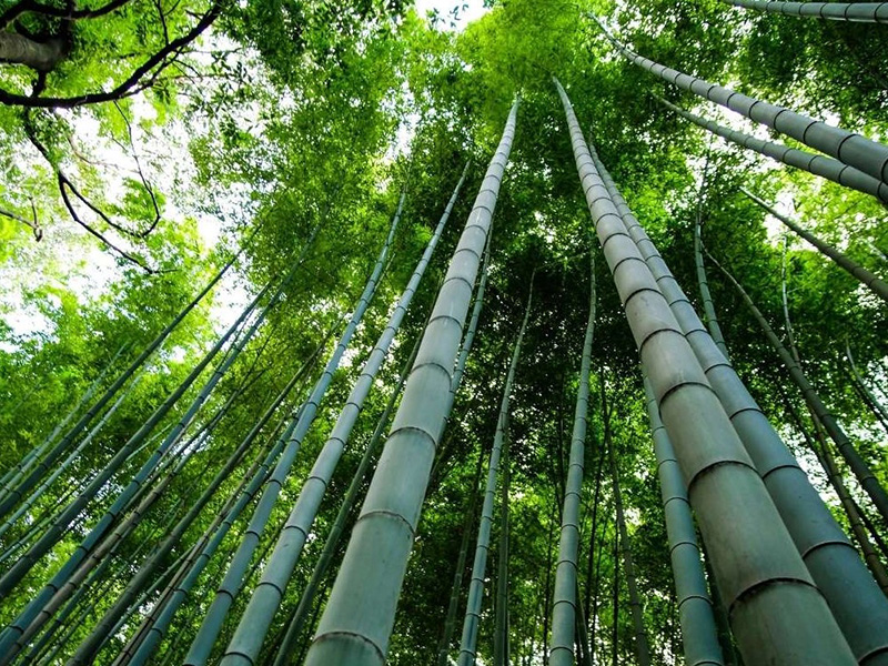 Bamboo Is One Of The Fastest-growing Plants On Earth