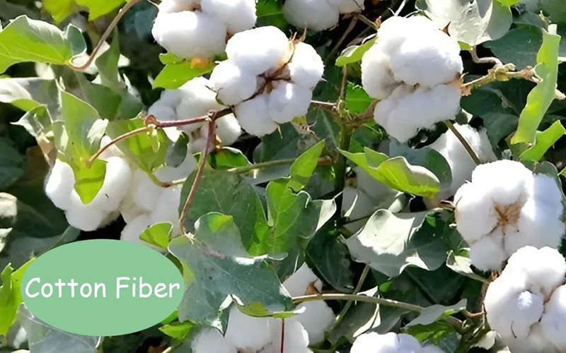 Cotton Seeds Plants Fibres
