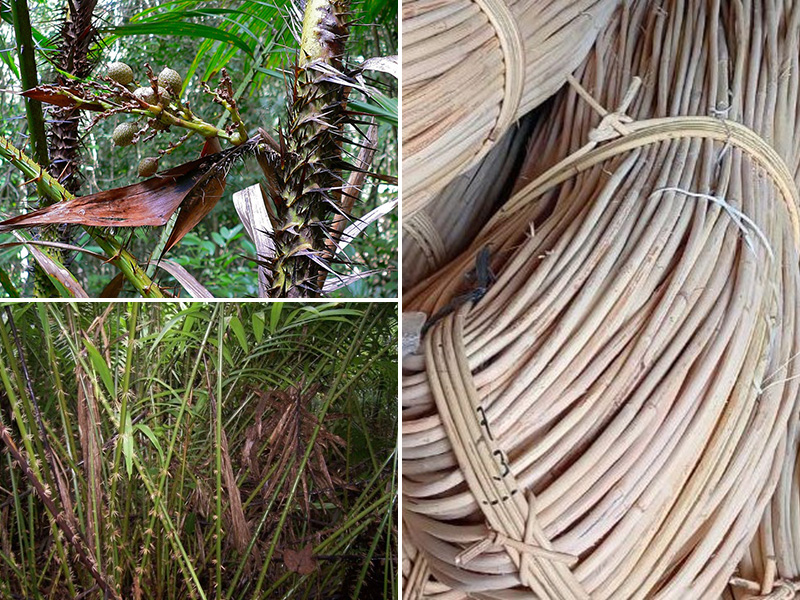 Natural Rattan Material