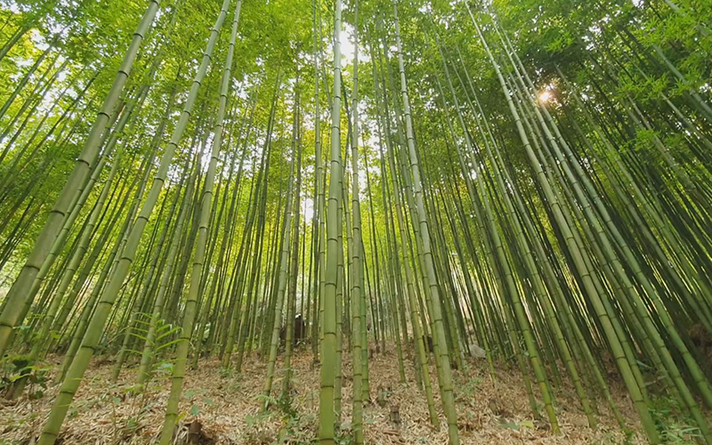 Vietnamese Bamboo Is Renowned For Its Cultural Importance And Traditional Craftsmanship