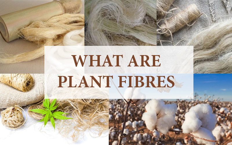 What Are Plant Fibres, Definition And Uses